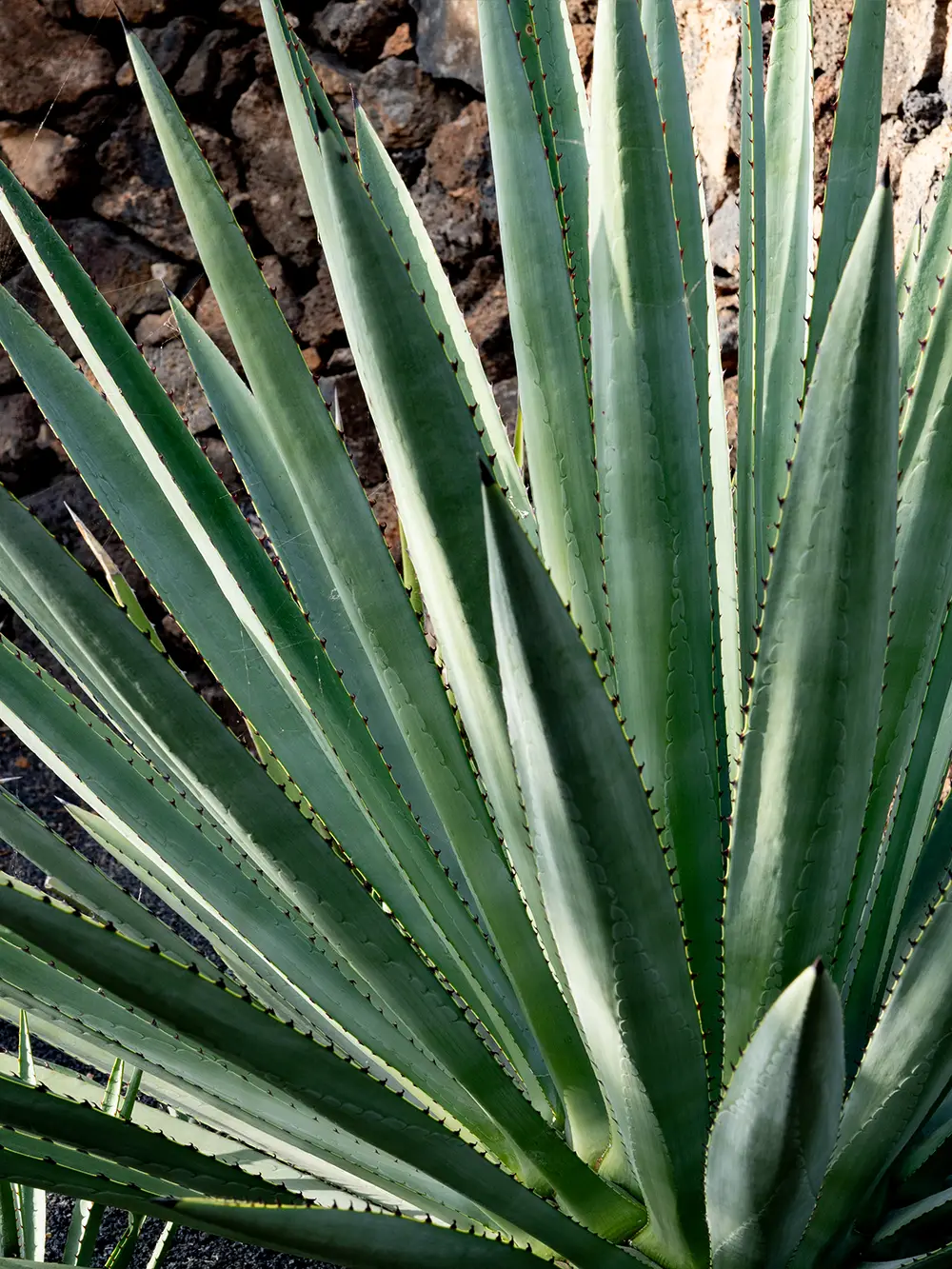 Agave: one of the best pool landscaping plants for Tucson