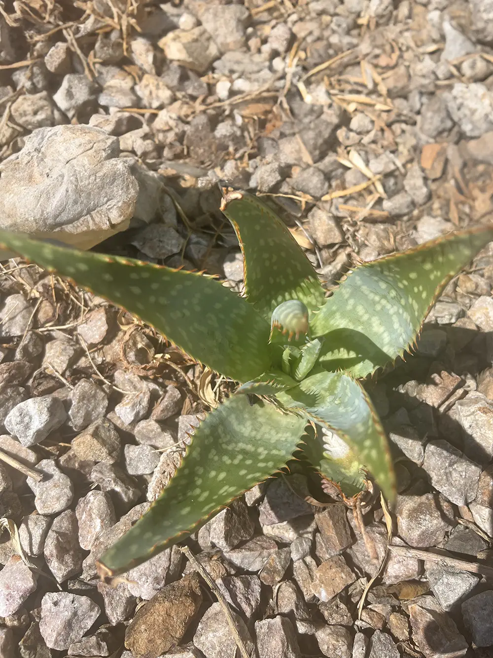 Aloe vera plant: one of the best pool landscaping plants for southern Arizona