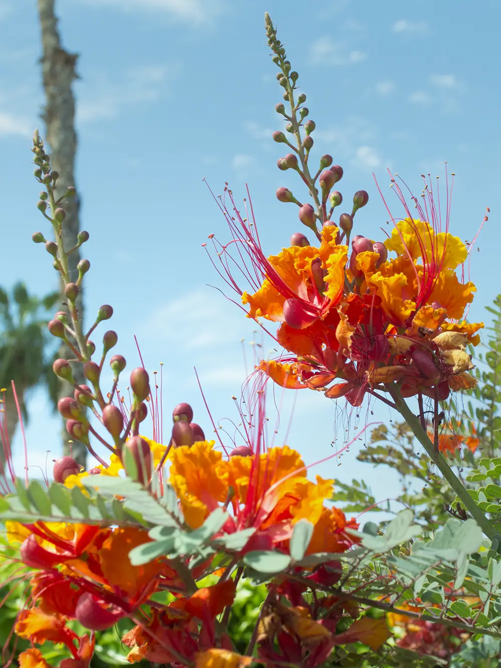 Mexican bird of paradise: one of the best pool landscaping plants for Tucson