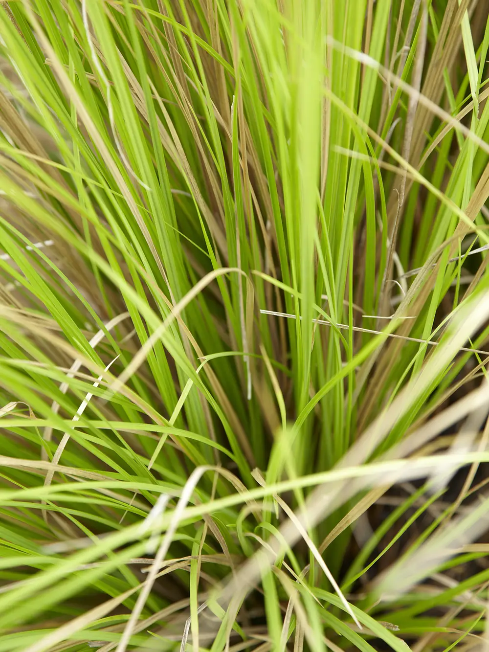 Deer grass: one of the best pool landscaping plants for Tucson
