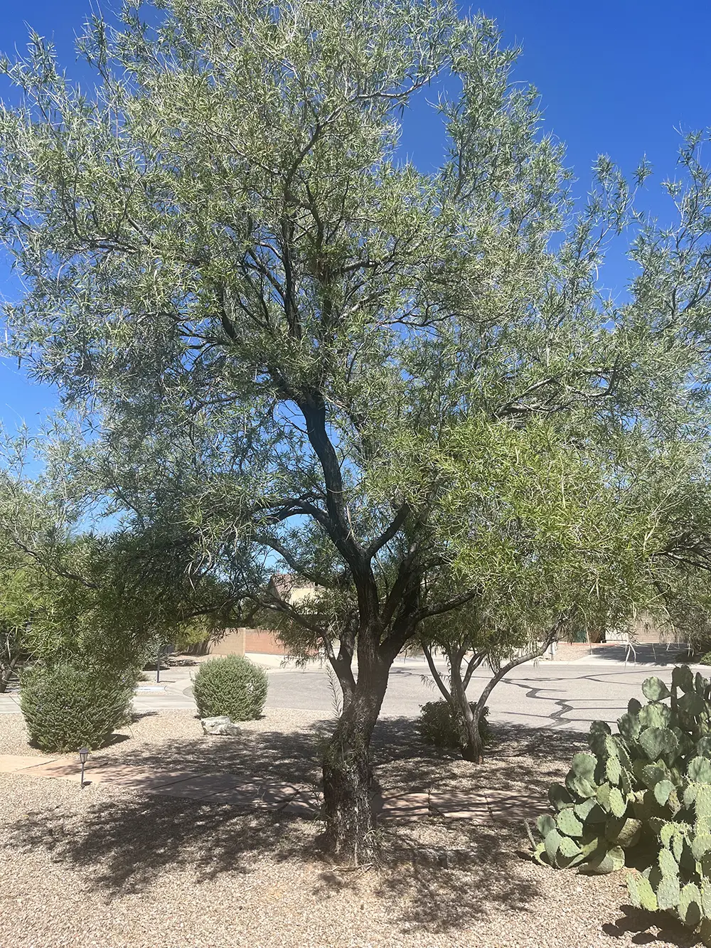 Desert Willow Tree: one of the best pool landscaping plants for southern Arizona