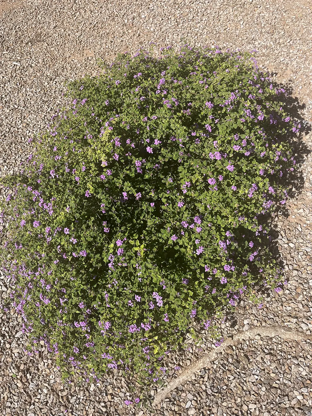 Lantana: one of the best pool landscaping plants for Tucson