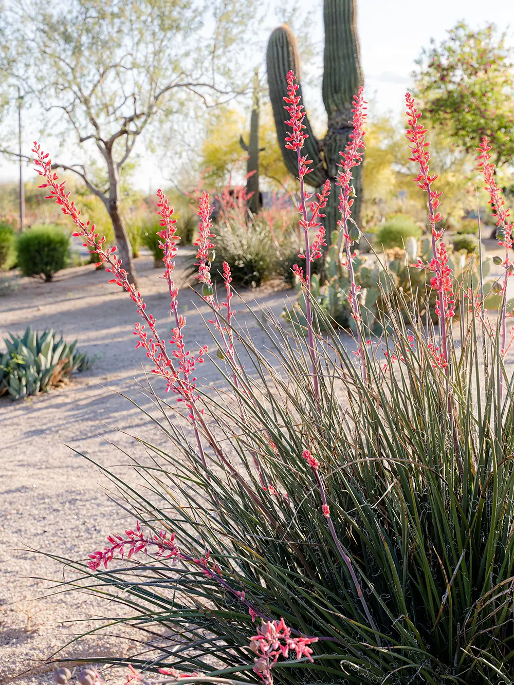 Red yucca: one of the best pool landscaping plants for Tucson