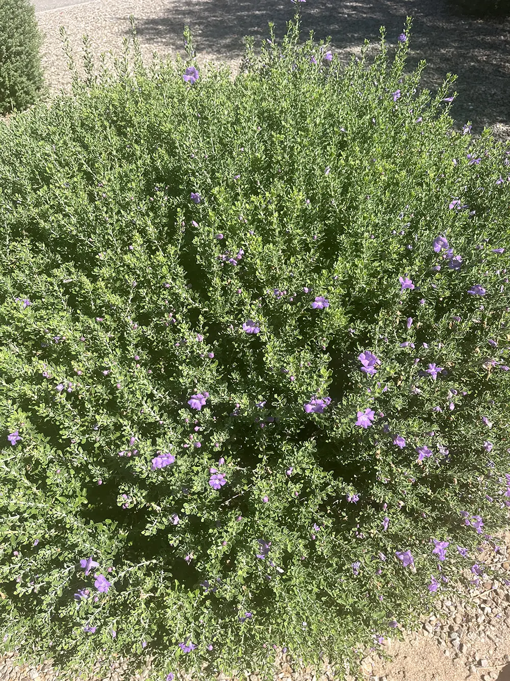 Texas Sage: one of the best pool landscaping plants for Tucson